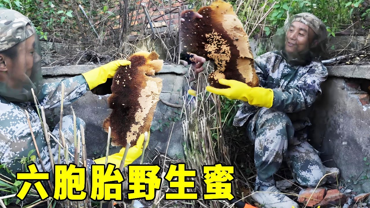 一個位置六窩野生蜜蜂，這也太刺激了吧？是不是髮大財了？【莆農阿敏】