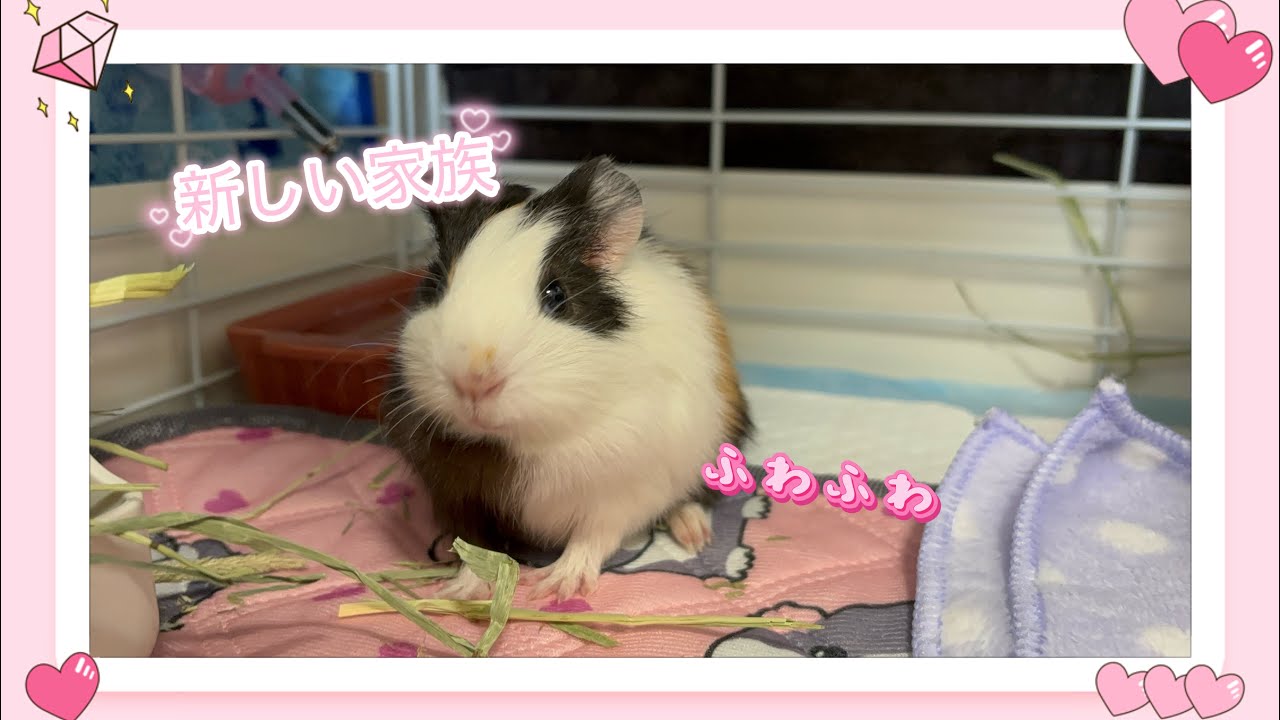 新しい家族が増えました♡