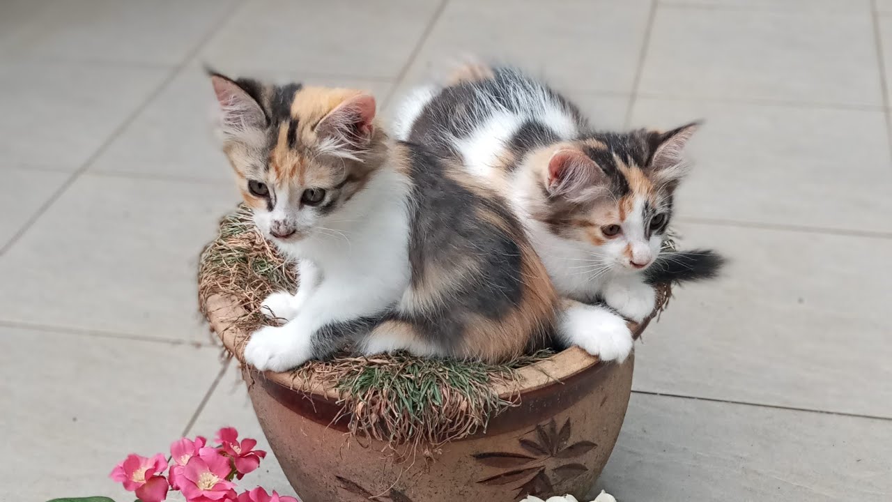 Time Machine Cats !!!! Longest Daily Cat's Story