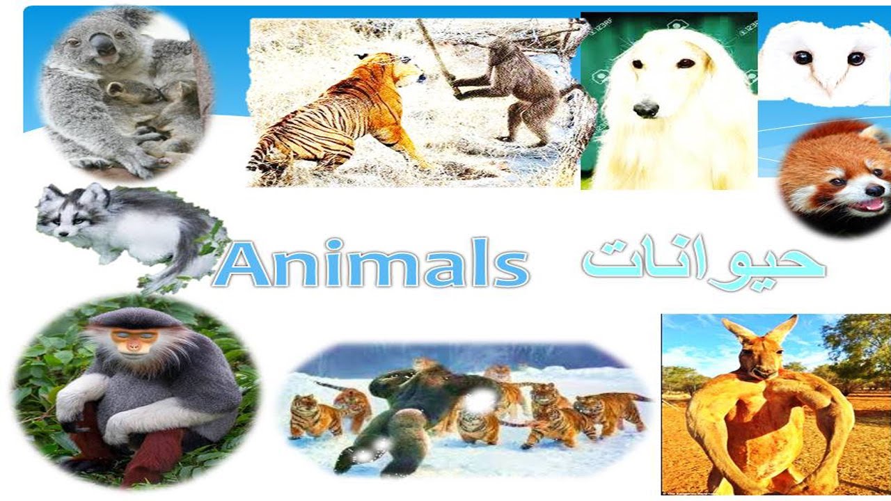 Animal  Names in English to Urdu and Pashto