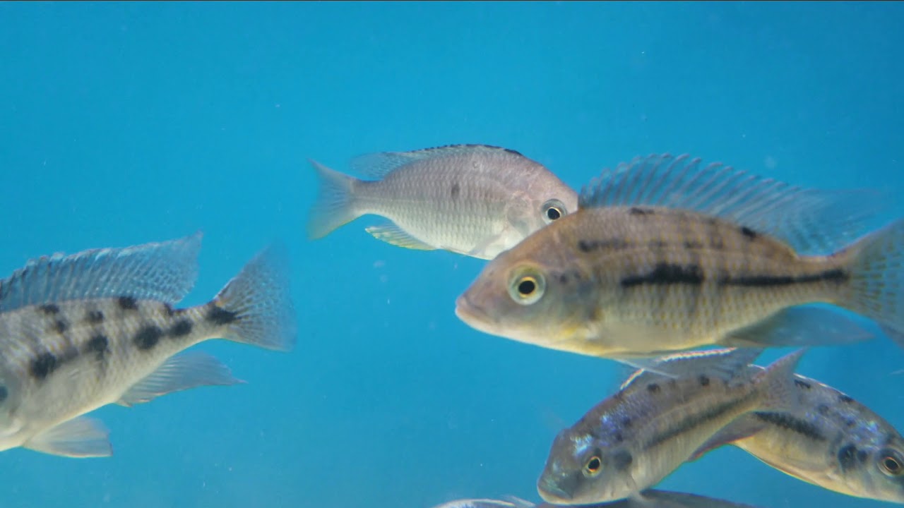 Beantown Aquatics inventory walkthrough
