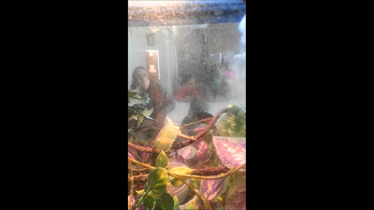 DIY repti fogger