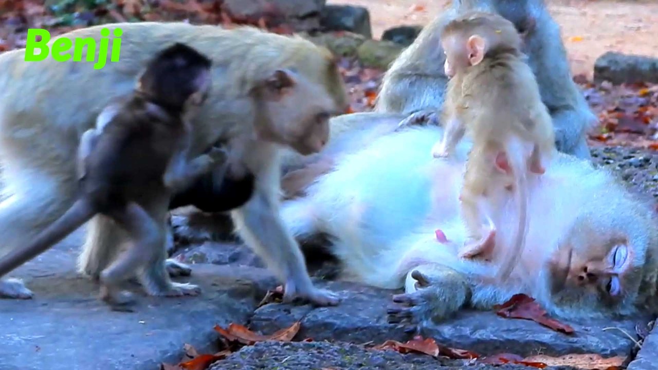 Sweet and Adorable baby, Brindy Holds Baby Benji Beside Mom While Boris Stands on Her