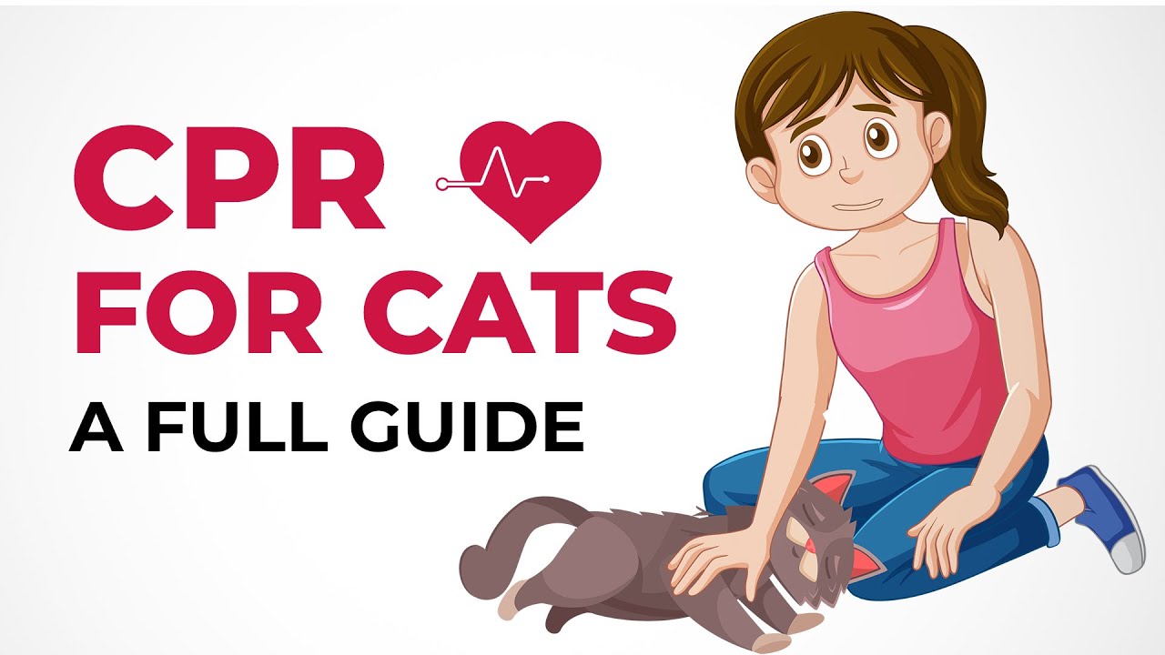 CPR for Cats: Essential Skill for ALL owners