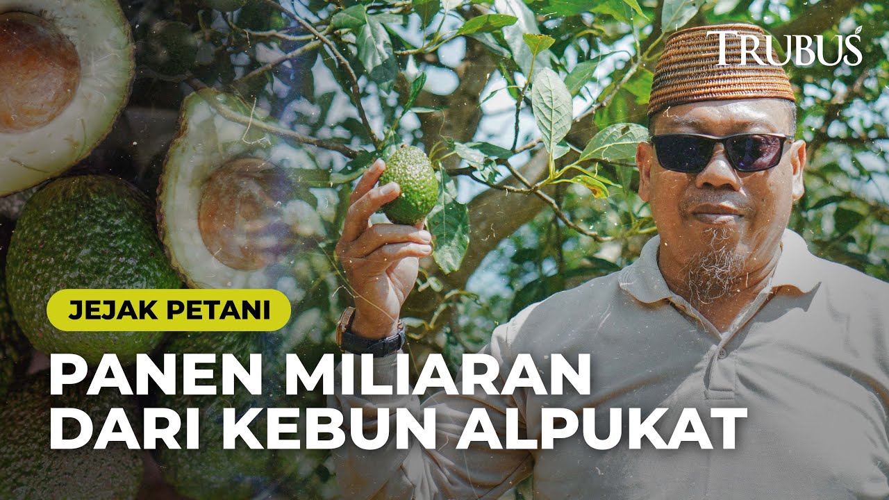 Jejak Petani: Panen Miliaran Dari Kebun Alpukat Hass