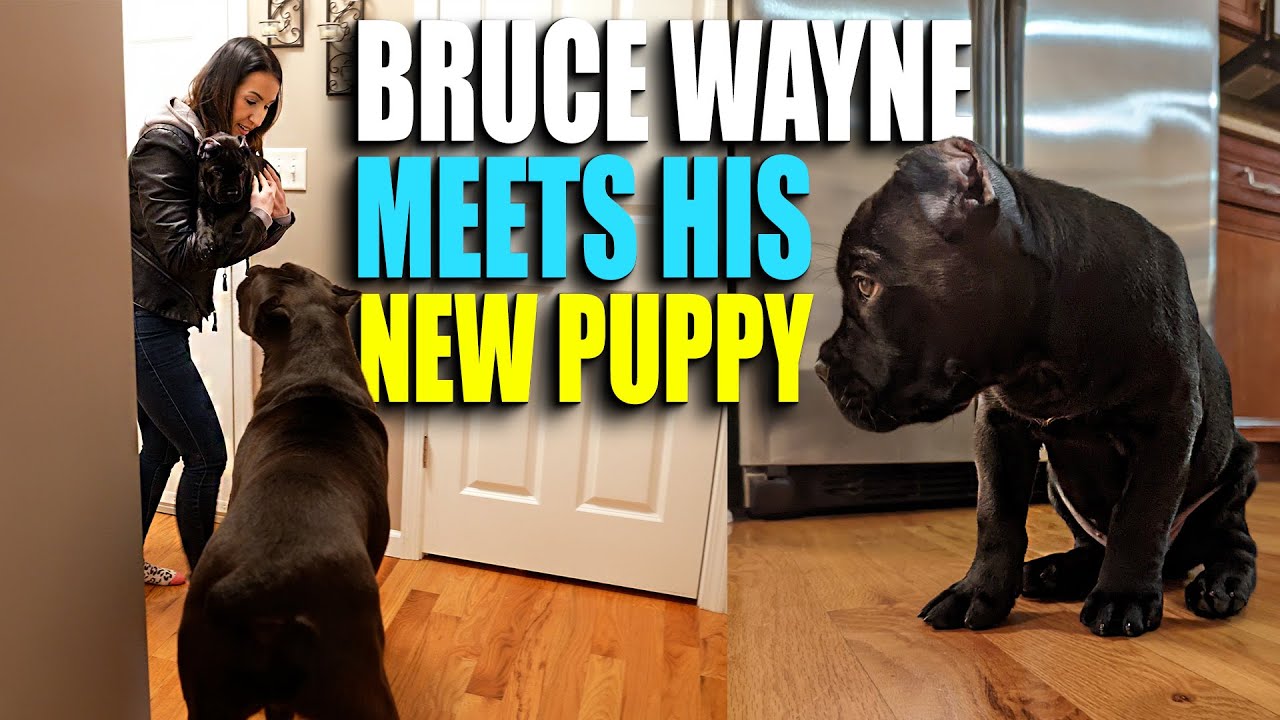 Брюс Уэйн встречает щенка кане-корсо &mdash; У нас появился щенок, часть 2!