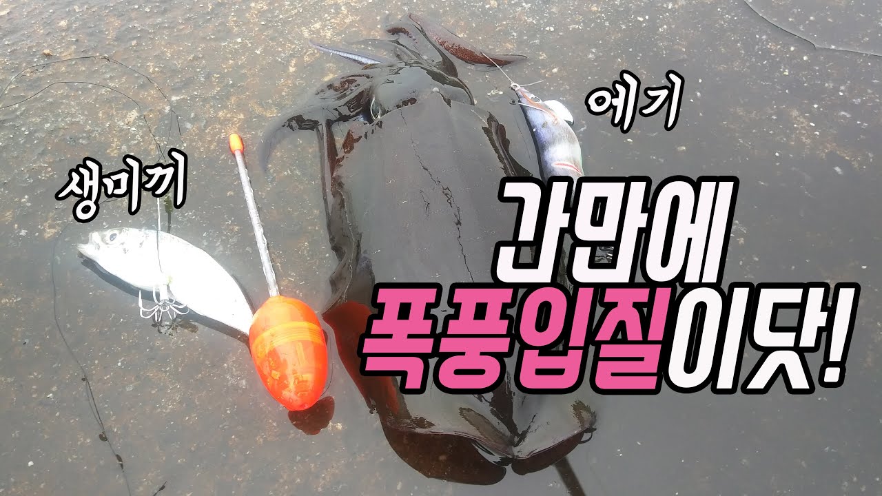 [무늬오징어낚시/에깅]생미끼와 에기 둘 다 써봤습니다. 생미끼채미와 간단한 에깅액션(Squid Fishing with bait fish and egi)