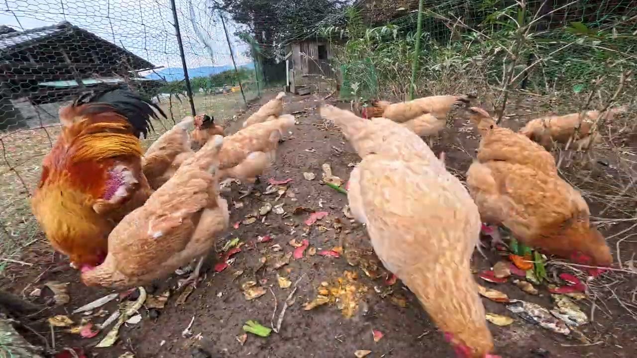 ニワトリに残渣を与える/2026.1.6　#配合飼料を一切与えない #自然養鶏 #谷口村