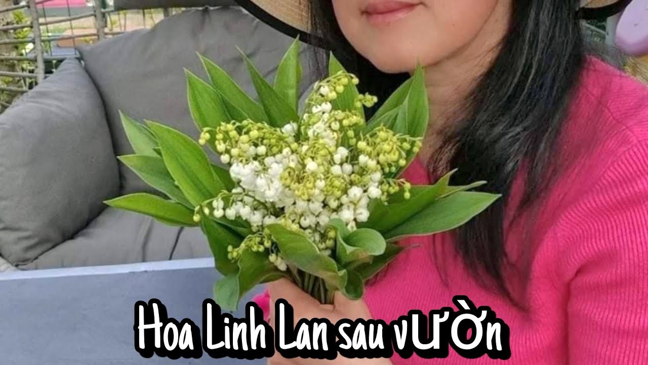 #195 Ra vườn hái hoa Linh Lan vào chưng lấy lộc ngày 01/05 | Biểu tượng hạnh phúc, may mắn ở Pháp