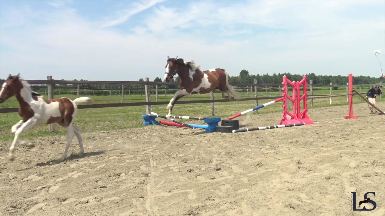 Viva Love LS - 2 months old top jumper prosect tobiano filly
