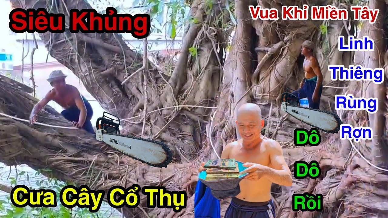 Cực Sốc Cây Sộp 200 Năm Trước Linh Thiêng Tới Giờ Không Ai Dám Cưa Vua Khỉ Cưa Mé Hạ Như Thế Nào