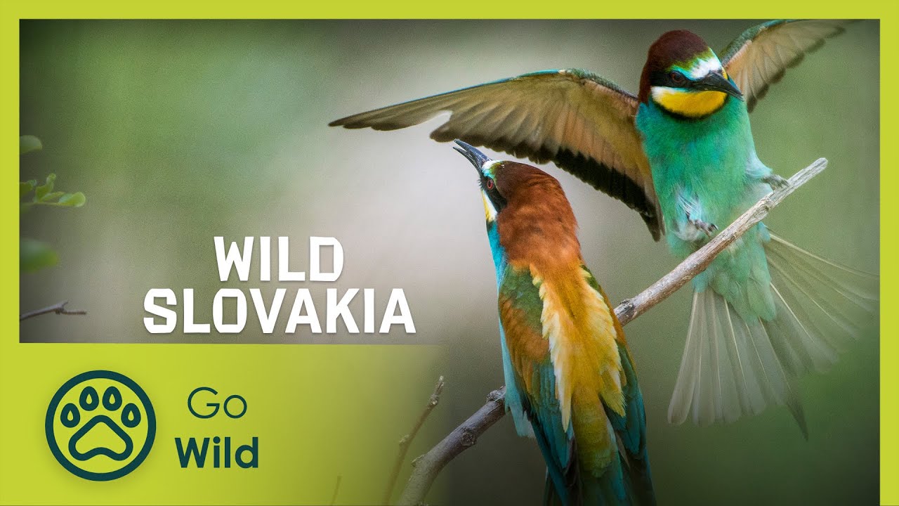 Дикая Словакия | Go Wild