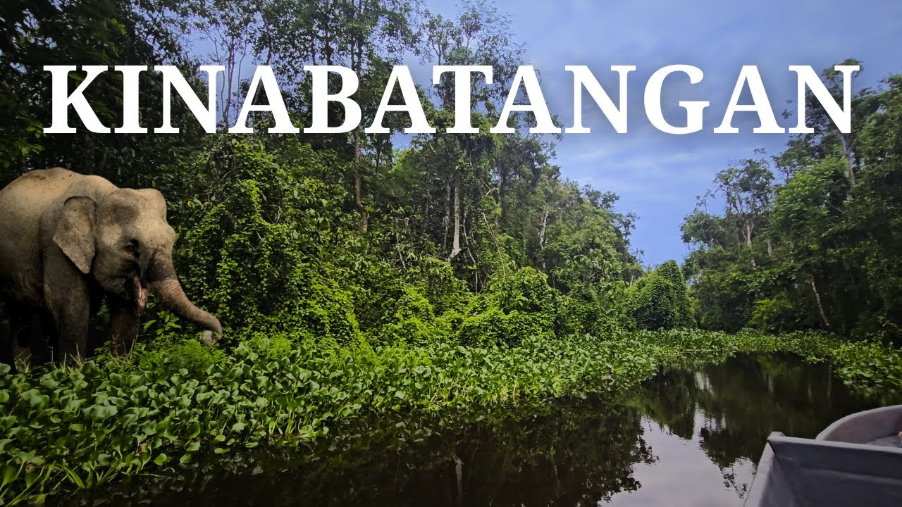 BORNEO MALAYO - 🐘 ELEFANTES SALVAJES en el r&iacute;o KINABATANGAN
