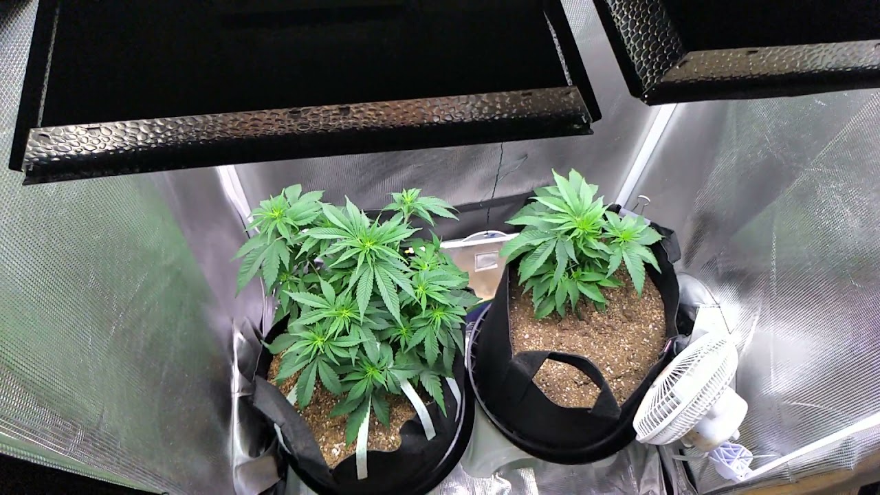 LST(low stress training) using Garden Ties and Stakes on Blue Ice & Black D.O.G.