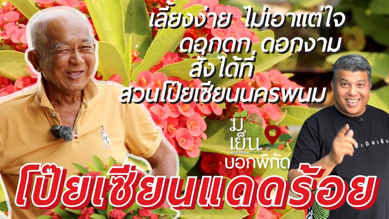 โป๊ยเซียนแดดร้อย เลี้ยงง่าย ไม่เอาแต่ใจ ดอกดก ดอกงาม สั่งได้ที่สวนโป๊ยเซียนนครพนม