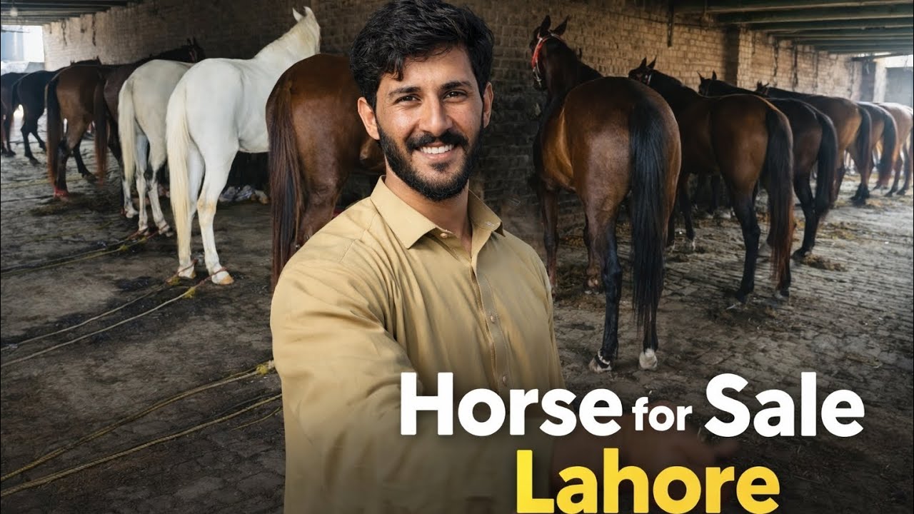 Horse for sale location Lahore Naya or piyara maal agaya