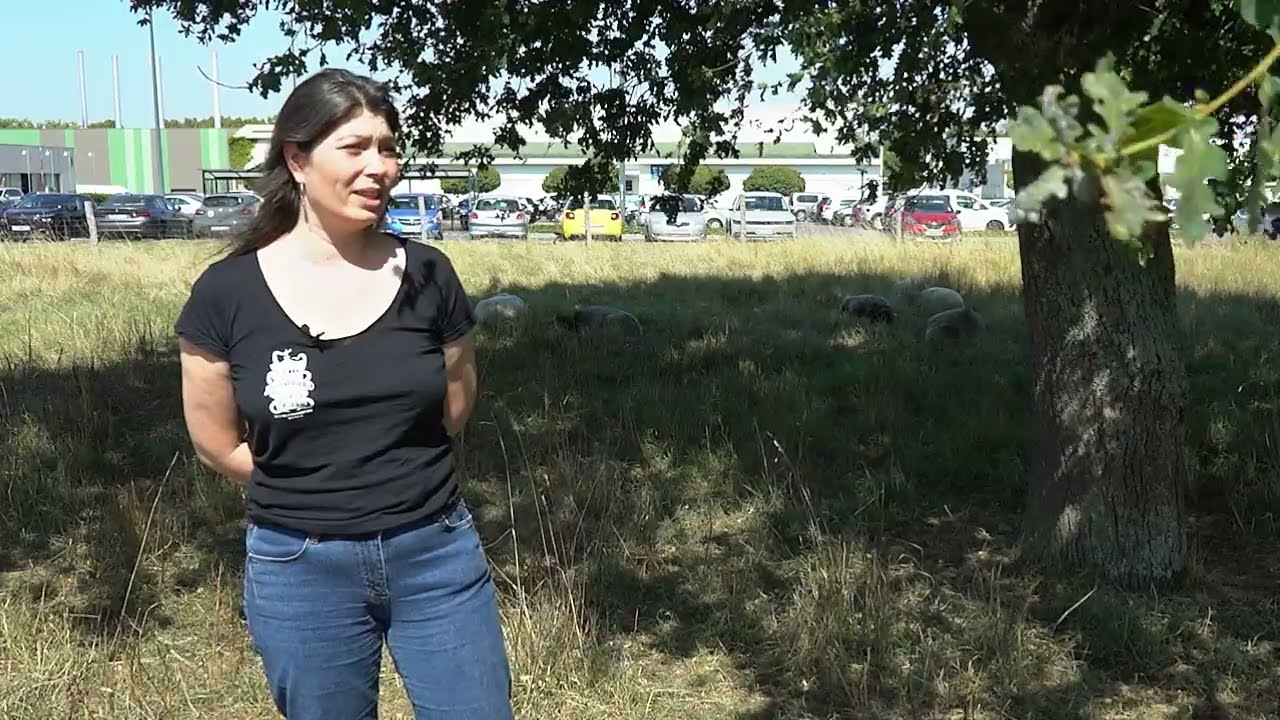 Dessine-moi un mouton : c'est qui ? c'est quoi ?