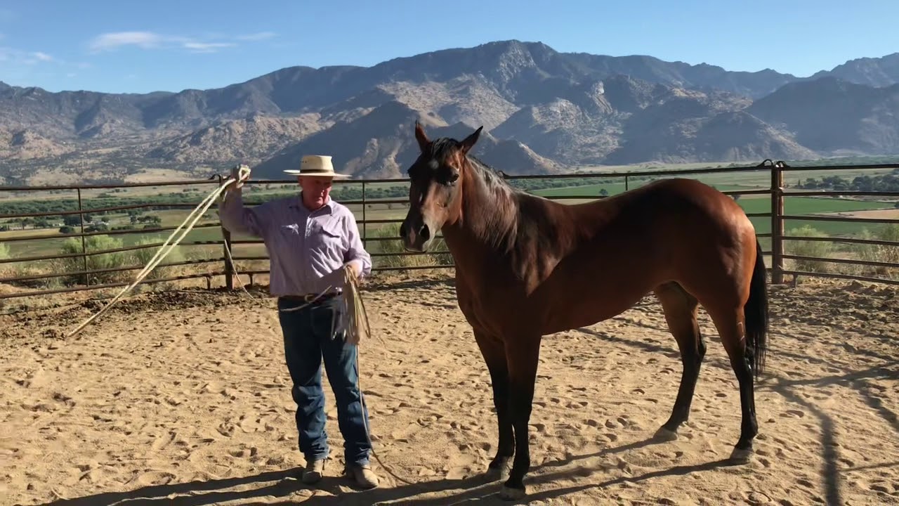 Preparing a Horse to Rope