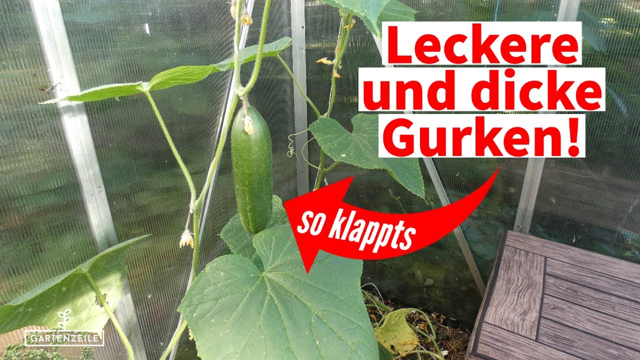 Gurken im Garten anbauen - Von der Aussaat bis zur Ernte [All unsere Tipps]