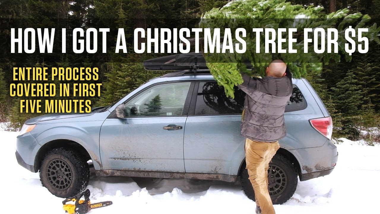 Harvest a Christmas Tree for $5 in the National Forest