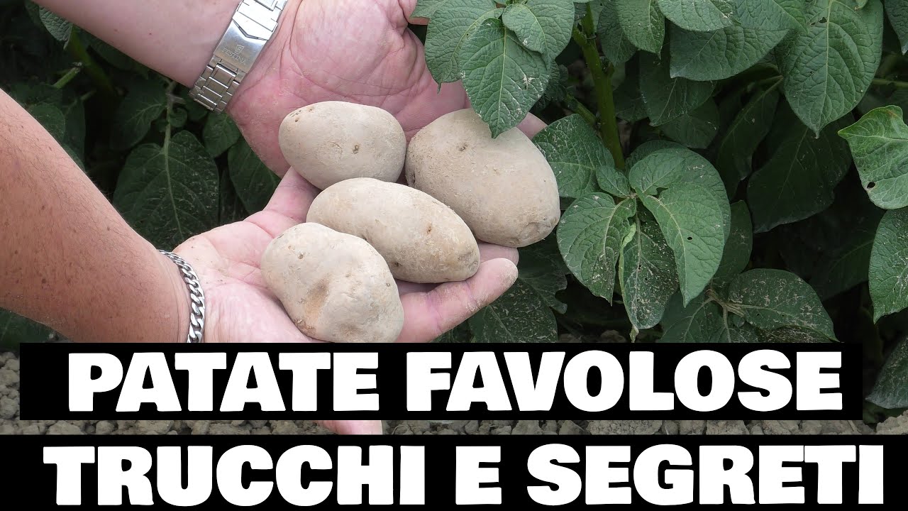 PATATE FAVOLOSE! (TUTORIAL) trucchi e segreti per COLTIVARE PATATE e per raccolti abbondanti!