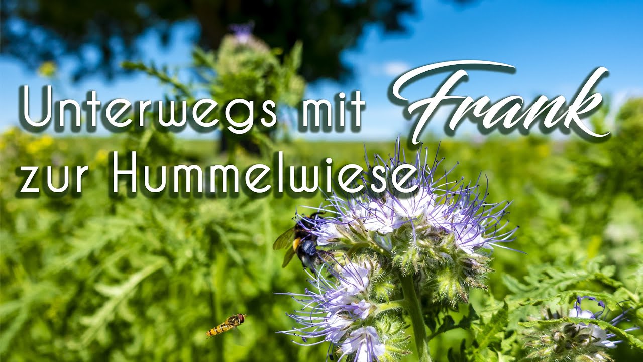 Unterwegs mit Frank zur Hummelwiese