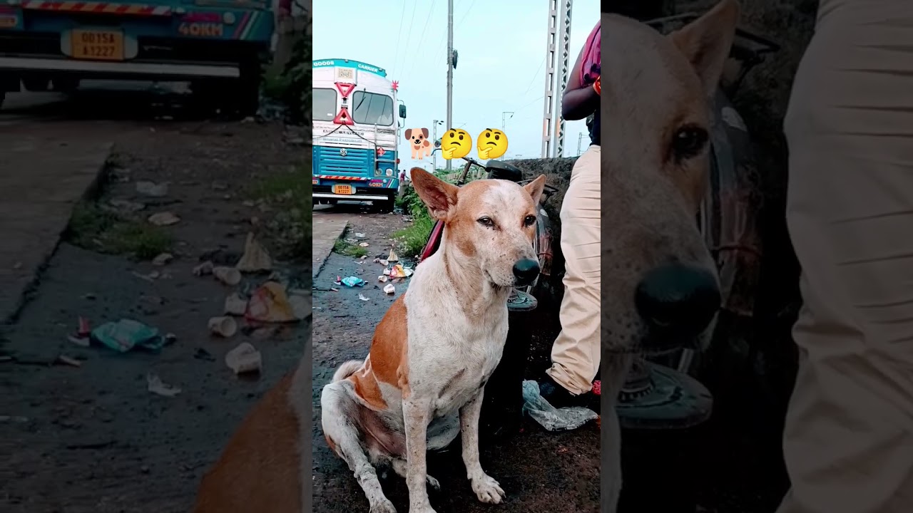 #jayshreesambhu 🤣🚩#@SanjibBarik-897 #action 🤔🐕#funny