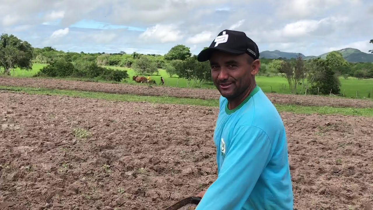 tombando terra com Boi São José da Tapera - AL 26 - 05 - 2021 #nordeste