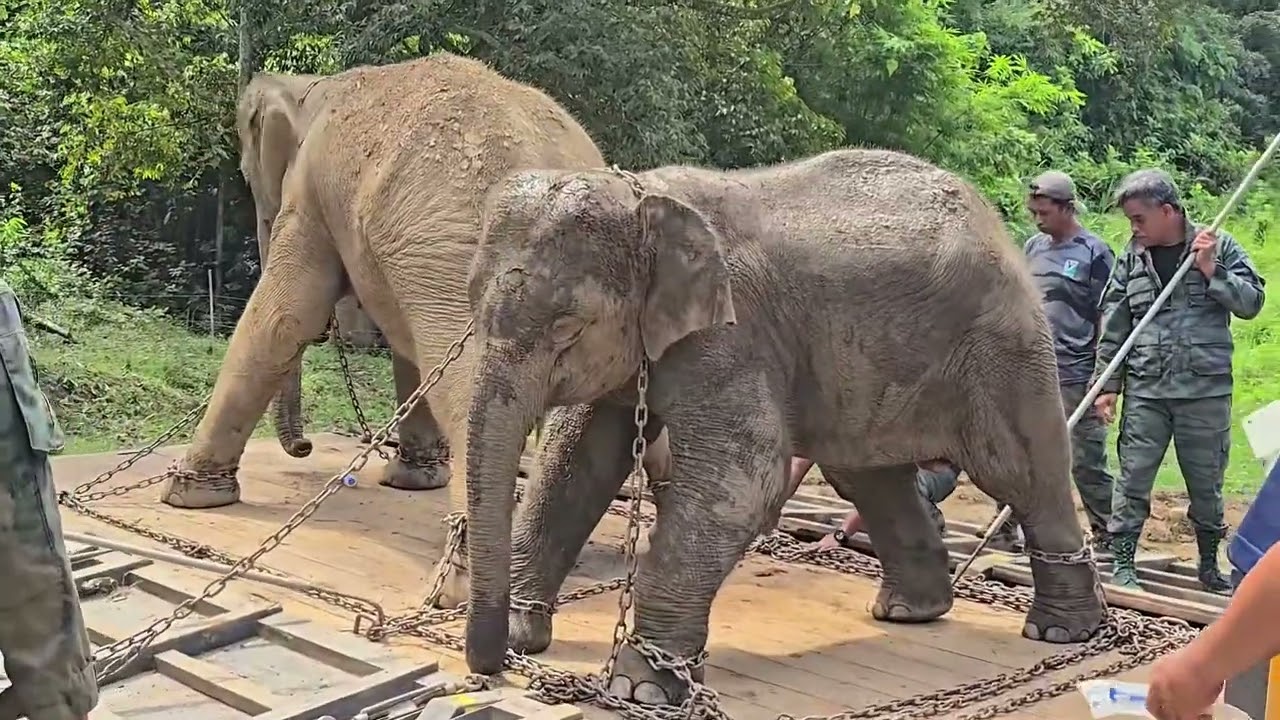 OPERASI TRANSLOKASI GAJAH LIAR DI DAERAH JELI KELANTAN