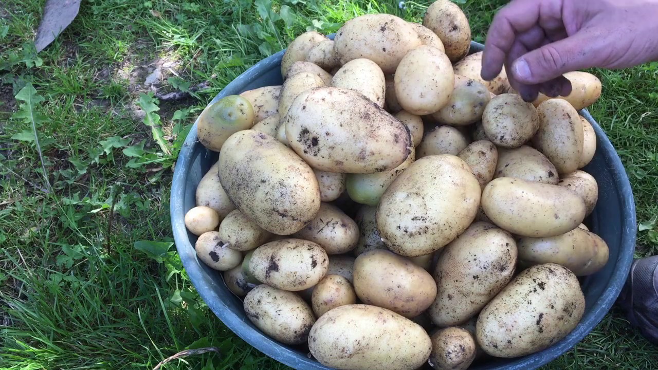 53 - Quand récolter les pommes de terre ?
