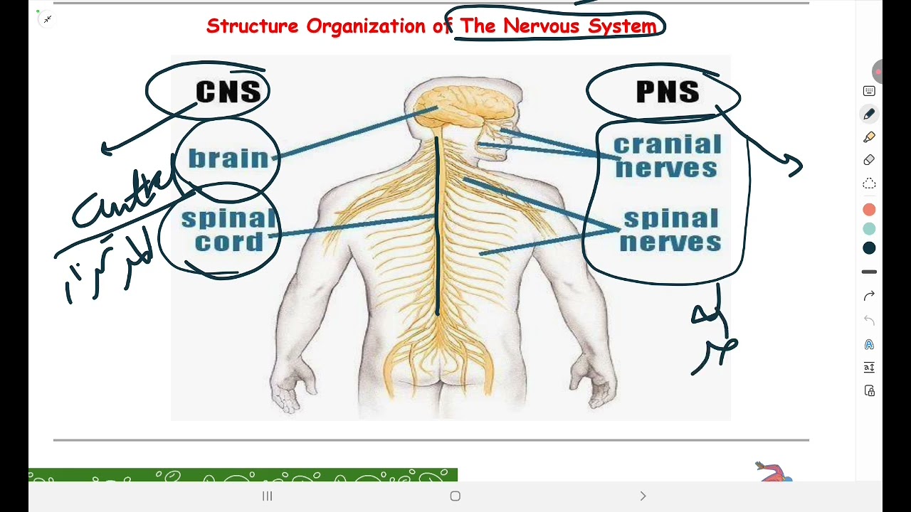 Nervous system 1