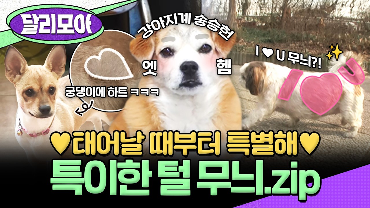 [📁#달리모아] 어떻게 무늬가  I ♥ U?! 세상 사랑 가득한 멍뭉이들ㅋㅋㅋ💖  특이한 털 무늬.zip #TV동물농장 #털무늬