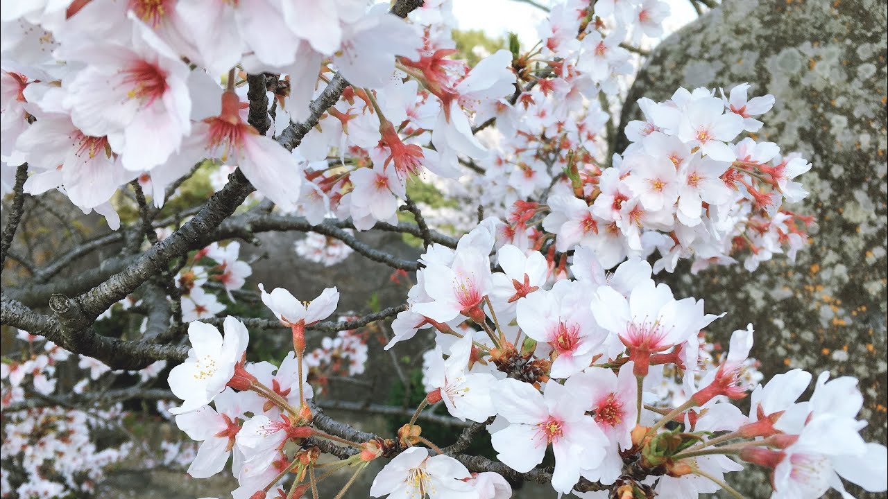 PART 2# MY CHERRY BLOOSOM 2021 (vlog Japan 101)