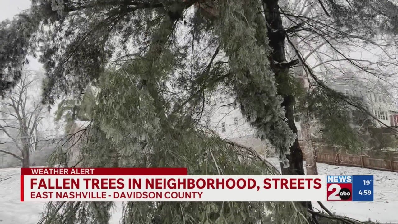Fallen trees in East Nashville