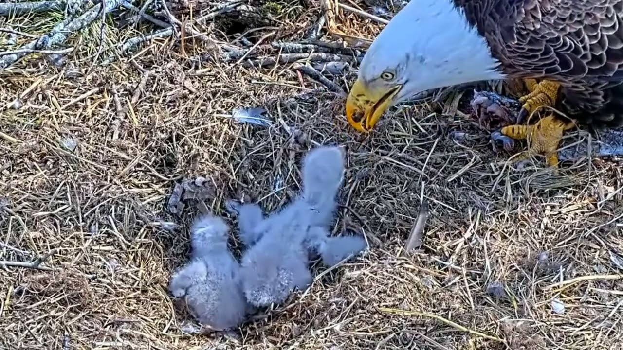 E#10 #baldeagle Review birds life in their nest #birdsnest #birdsounds #birdslovers
