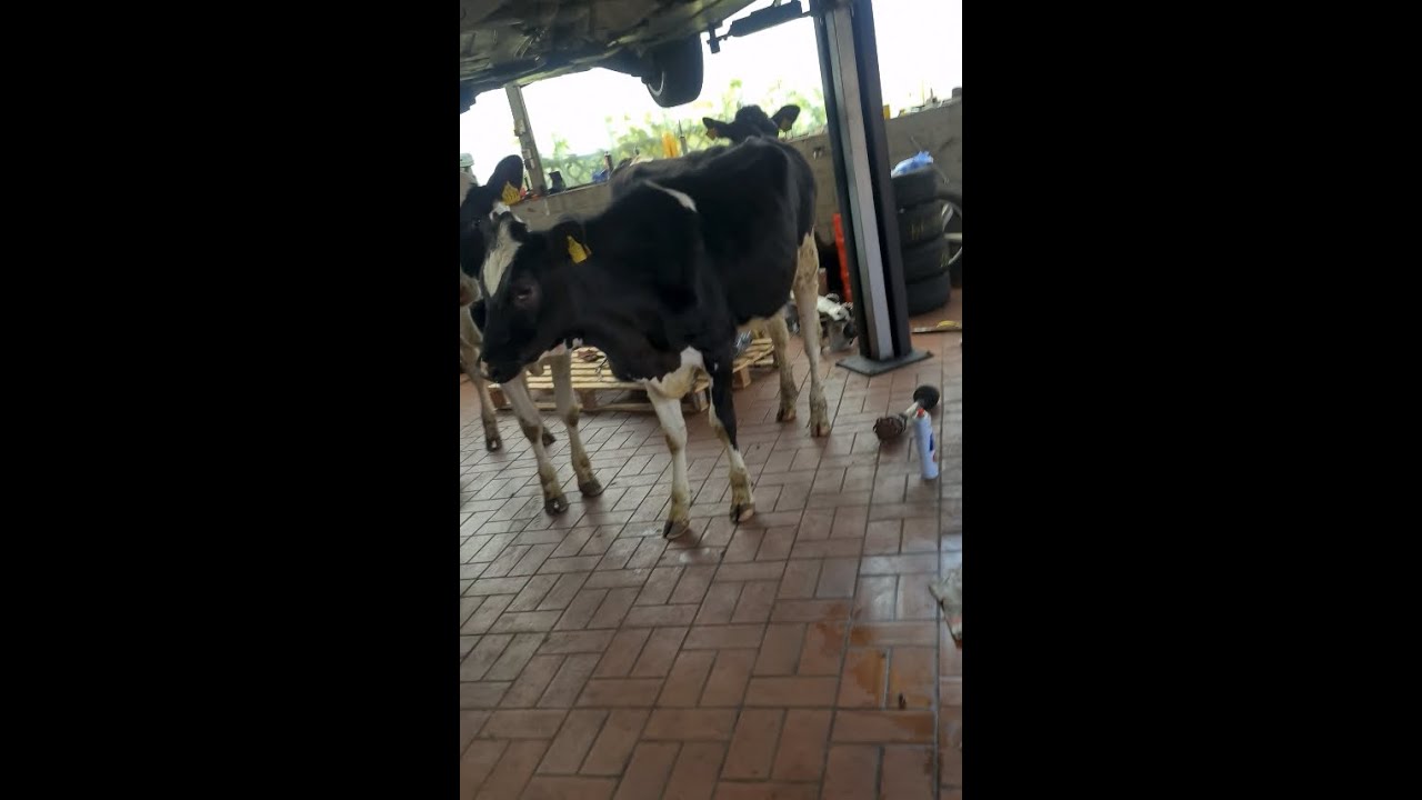 K&uuml;he in der Werkstatt in Wilhelmshaven-Sengwarden!