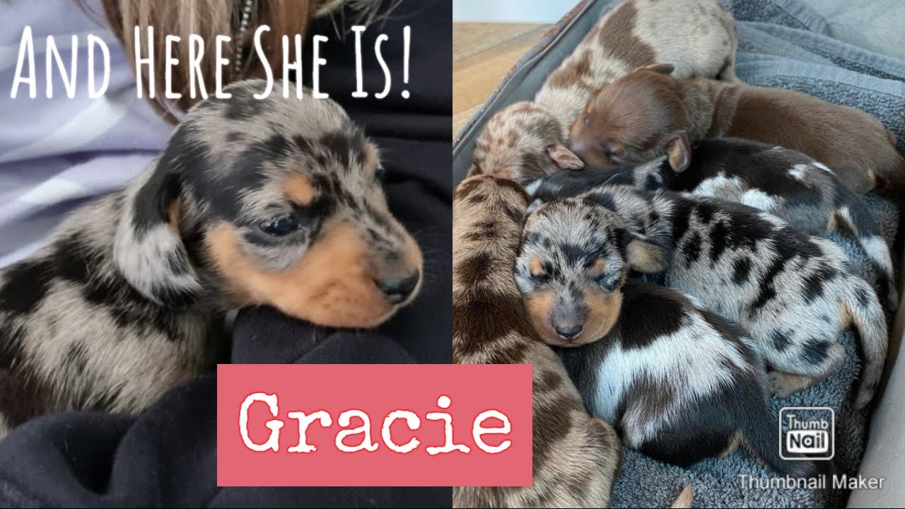 Meet Gracie | A Beautiful Silver Dapple Dachshund Puppy | With Mum And Dad | Dachshund Puppies