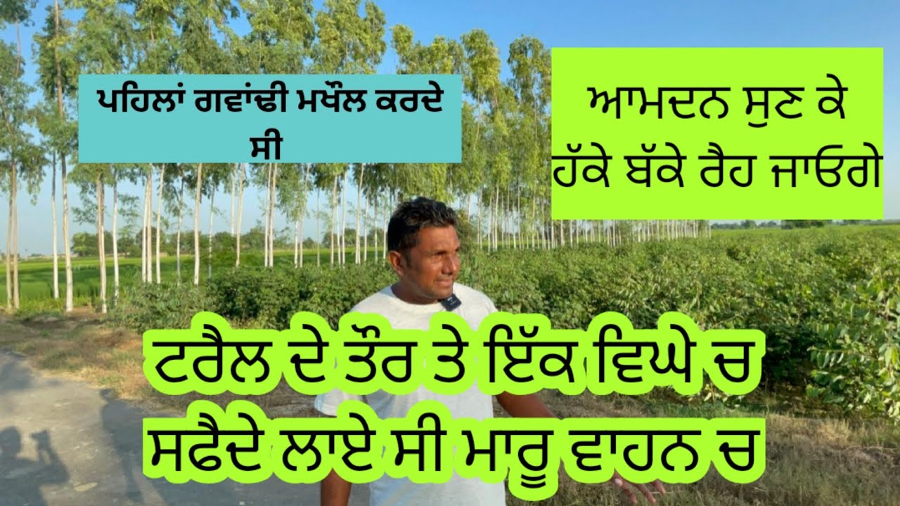 ਇੱਕ ਵਿੱਘੇ ਚੋਂ 50 ਹਜ਼ਾਰ ਦੀ ਆਮਦਨ ਇੱਕ ਸਾਲ ਚ ਬਿਨਾ ਪਾਣੀ ਲਾਏ ਤੋਂ। एक बीघा से 50 हजार की आमदन एक साल में
