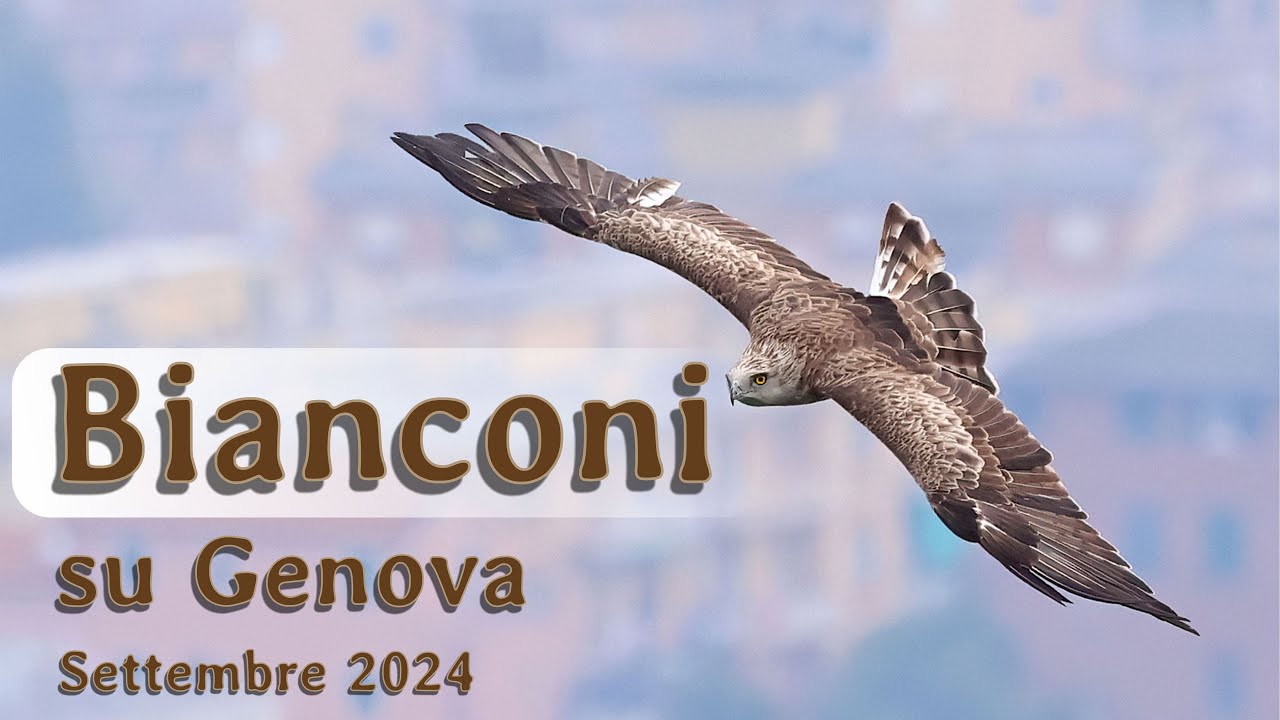 Bianconi su Genova