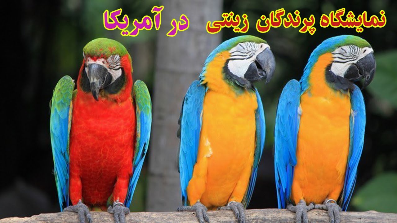 نمایشگاه پرندگان  زینتی در آمریکا فروردین ۱۴۰۱