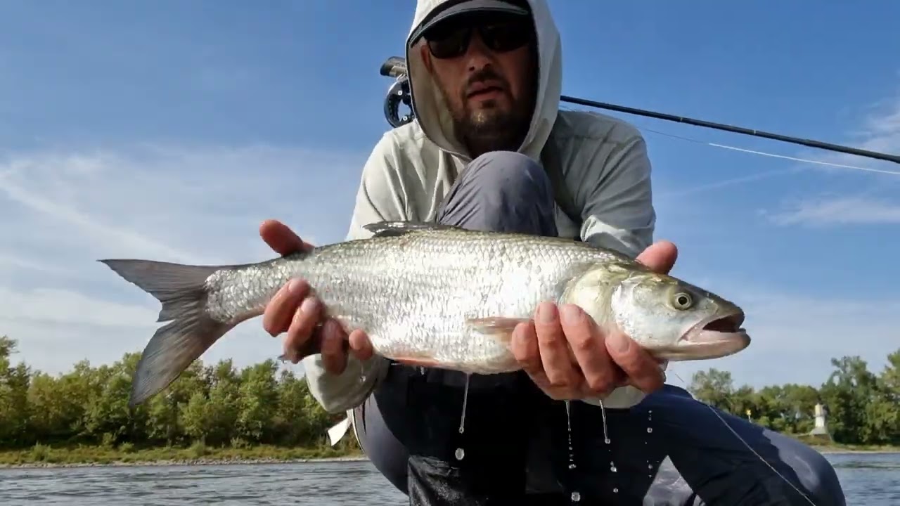 Flyfishing for Asp