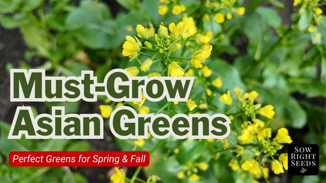 Easy Asian Greens To Grow (Perfect For Beginners)