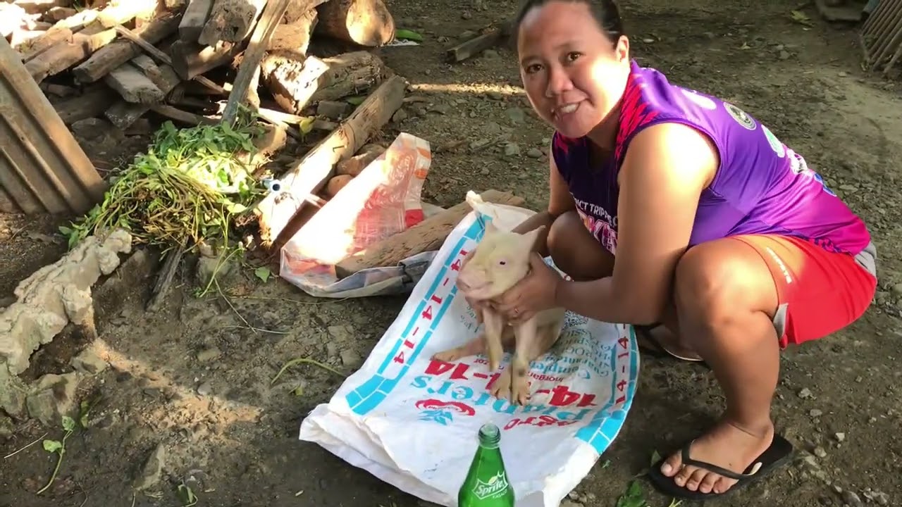 Lawn Mower sa Talongan 🍆| Pakain sa  Alagang Baboy at Bi-ik🐷