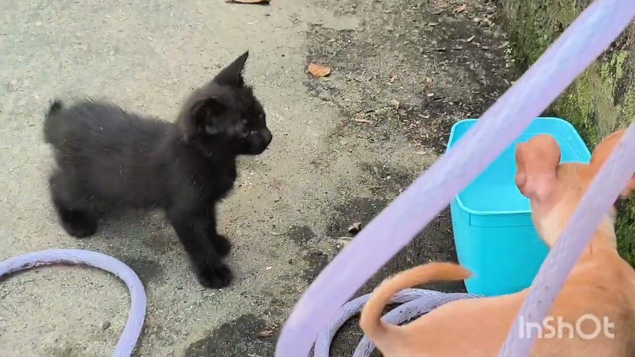Uma manhã com meus pets bebês 🥰😊🐶😼#pets #petsfofinhos #bomdiaamor #cat #viralvideos 