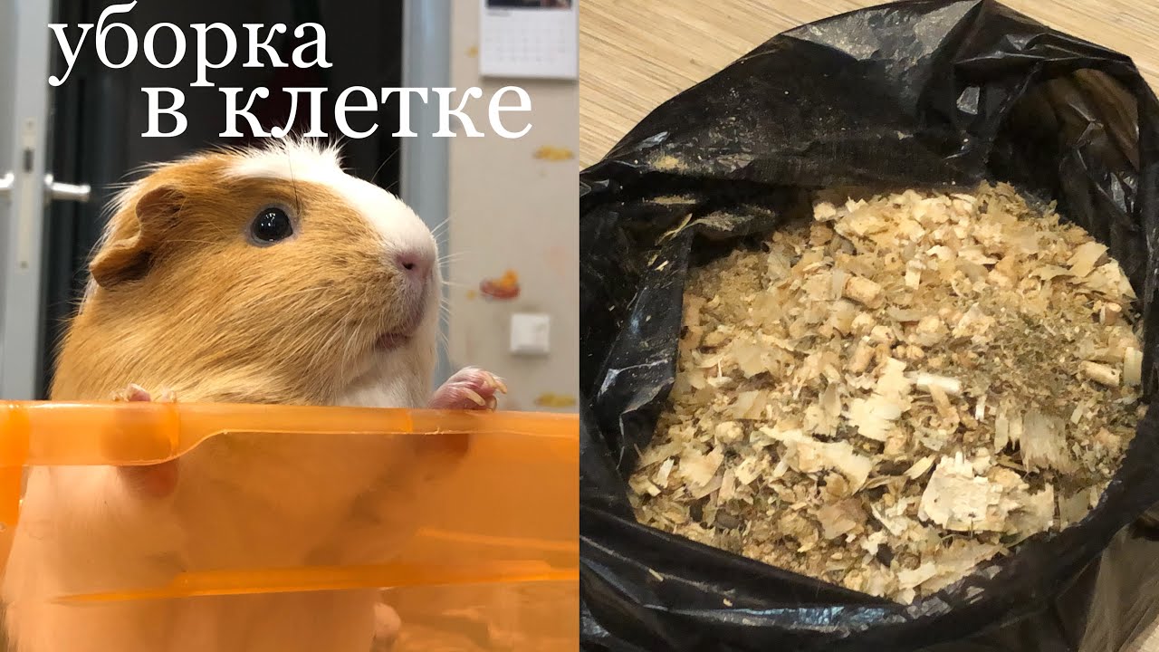 Уборка в клетке морских свинок|уборка в стеллаже|морские свинки|СВИНКИ с МОРЯ