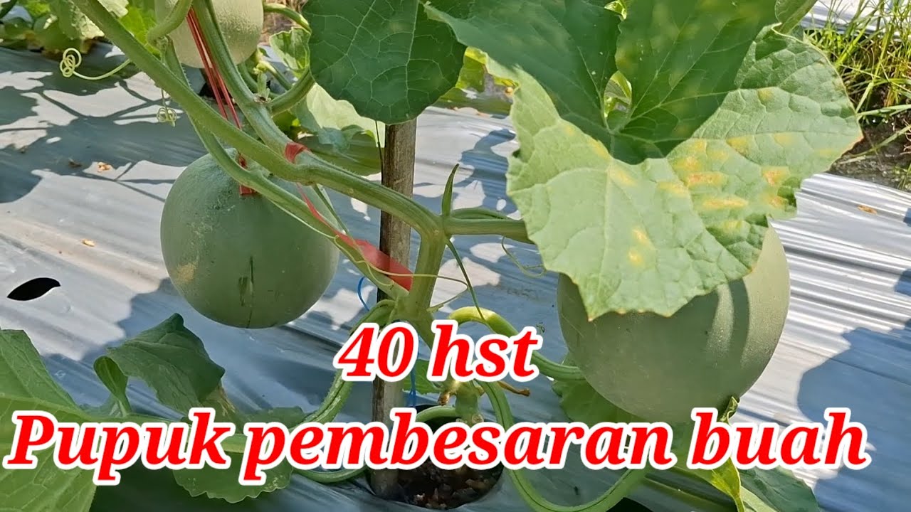 Pupuk Pembesaran buah 