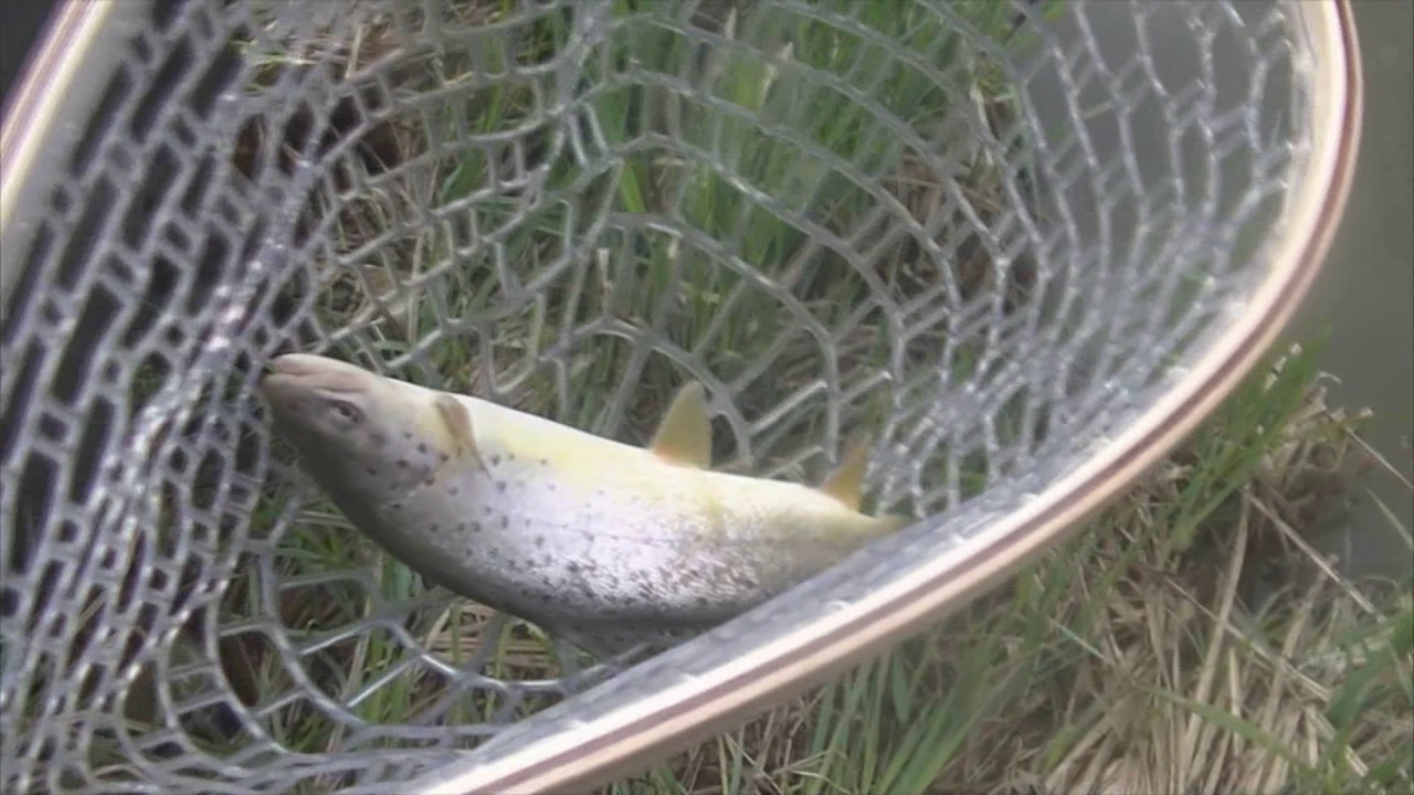 Tiger Trout Na Białej Przemszy