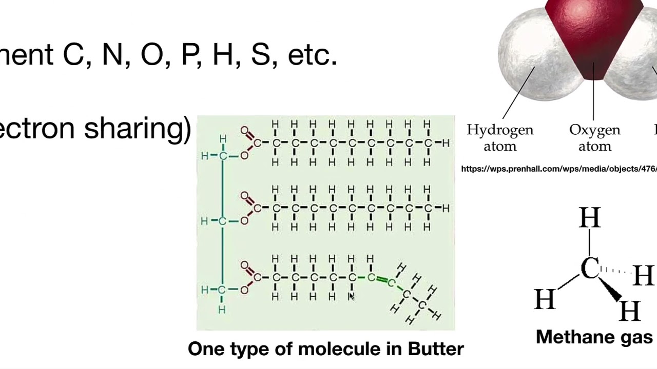 The Structure of Bacteria