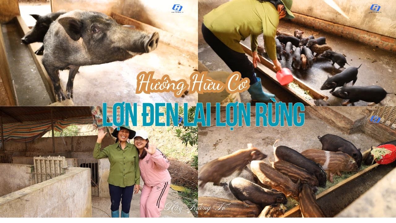 Lợn Đen Lai Lợn Rừng Chăn Nuôi Hướng Hữu Cơ Sạch II 𝑯𝒂̣̂𝒖 𝑻𝒓𝒖̛𝒐̛̀𝒏𝒈 𝑻𝒗