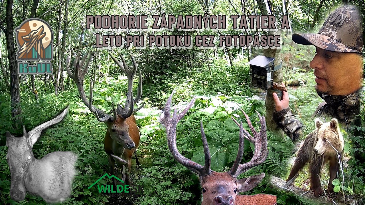 Podhorie Z&aacute;padn&yacute;ch Tatier a leto pri potoku cez fotopasce